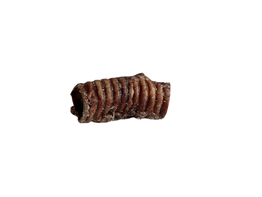 Beef Trachea